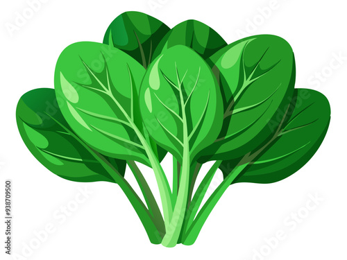illustration of spinach isolated on white background