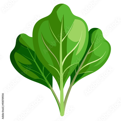 illustration of spinach isolated on white background