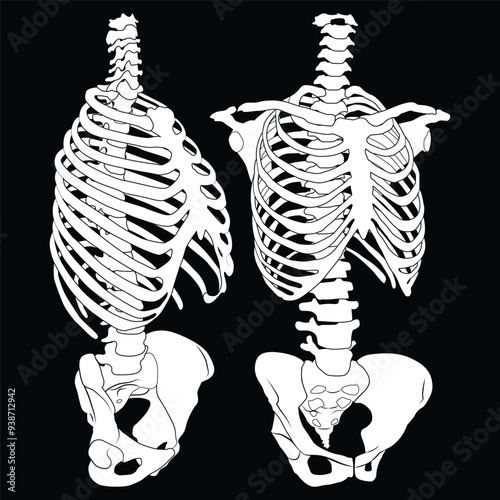 Human skeleton rib cage anatomy illustration