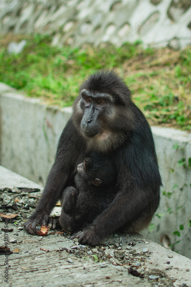 Sulawesi black macaques (Macaca tonkeana), endemic to Sulawesi. Sulawesi black macaques (Macaca tonkeana), endemic to Sulawesi.