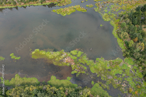 Aerial drone photo of a green swamp which is a part of a small lake, pond in urban area photo