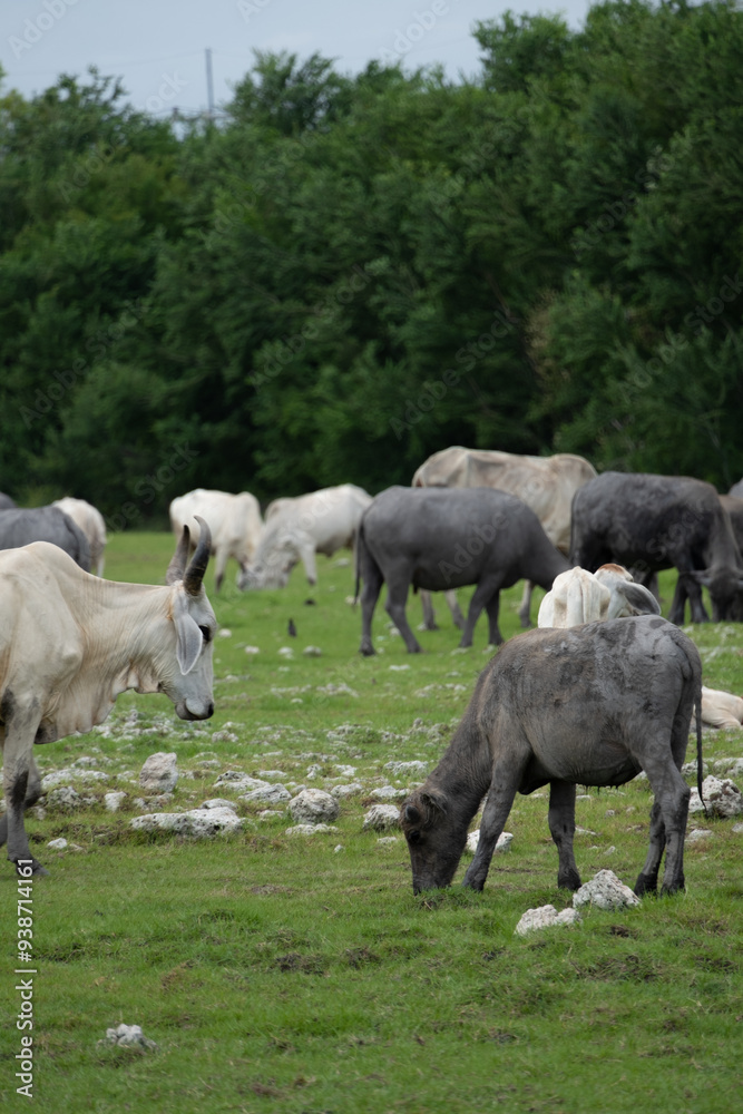 buffalo and cow in the field