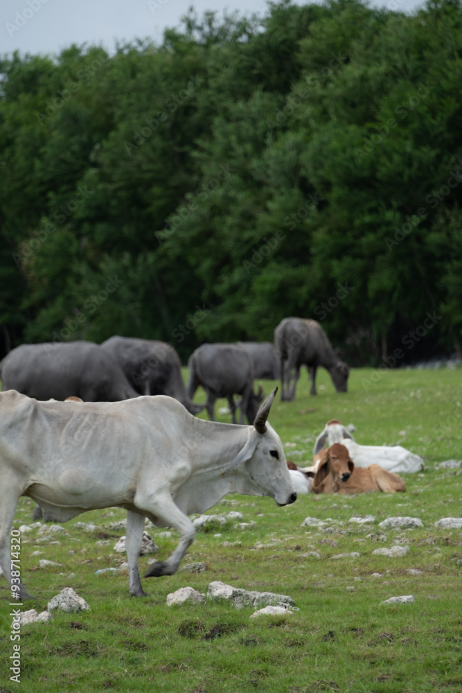 Fototapeta premium cows in the field