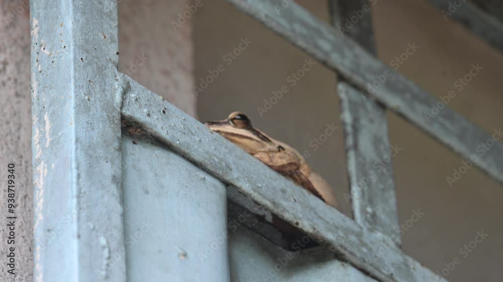 Stony creek frog. Its other names Ranoidea wilcoxii, eastern stony creek frog, tree frog and Wilcox frog. Indian flying frog. Stony creek frog. Its other names Ranoidea wilcoxii, eastern stony creek frog, tree frog and Wilcox frog. Indian flying frog.