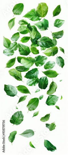 Falling Green Leaves on White Background Isolated Nature Overlay Tree Leaf Wallpaper Fresh Plant Herb Foliage Backdrop Pattern