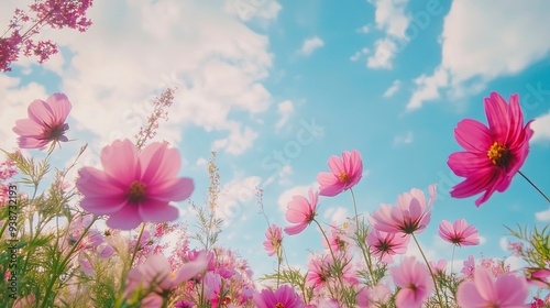 Beautiful cosmos flower field and blue sky. Low angle view nature cosmos flower wallpaper background. Generative ai