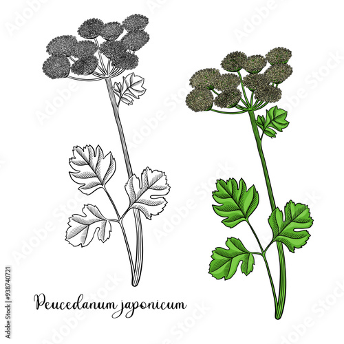 vector drawing flower of coastal hog fennel , Peucedanum japonicum, hallucinogenic plant, herb of traditional chinese medicine, hand drawn illustration