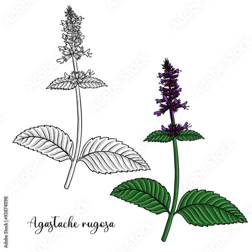 vector drawing flower of Korean mint, Patchouli, wrinkled giant hyssop,Agastache rugosa, herb of traditional chinese medicine, hand drawn illustration