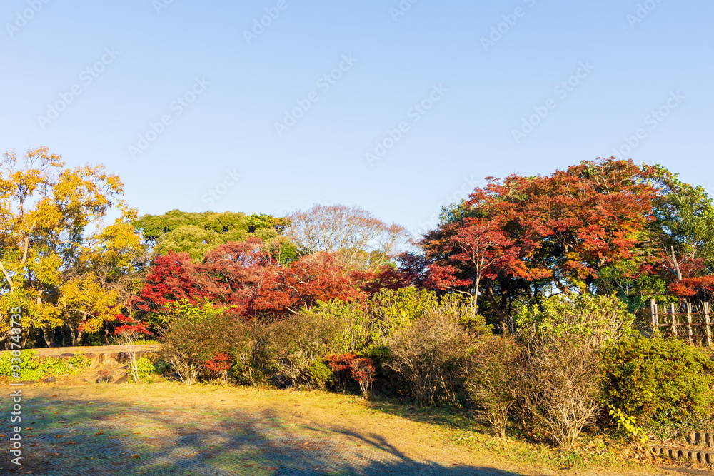 Fototapeta premium 日本の風景・秋 古都鎌倉 紅葉の源氏山公園