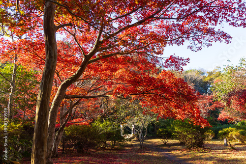 日本の風景・秋　古都鎌倉　紅葉の源氏山公園