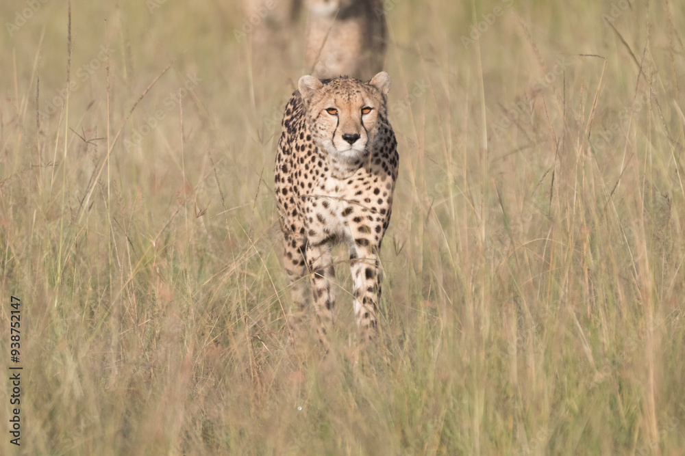 Africa, Kenya, Masai Mara National Reserve. Cheetah (Acinonyx jubatus). 2016-08-04