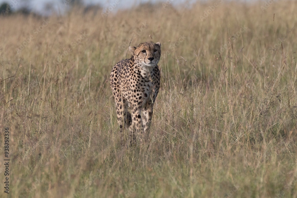 Africa, Kenya, Masai Mara National Reserve. Cheetah (Acinonyx jubatus). 2016-08-04 Africa, Kenya, Masai Mara National Reserve. Cheetah (Acinonyx jubatus). 2016-08-04