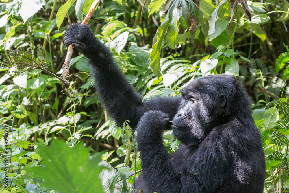 Obraz premium Africa, Uganda, Bwindi Impenetrable Forest and National Park. Mountain, or eastern gorillas, Gorilla beringei. 2016-08-04