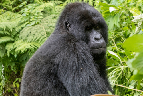 Africa, Rwanda, Musanze District, Volcanoes National Park, Ruhengeri, Kinigi. Gorilla, beringei beringei, Mountain gorilla. 2016-08-04 photo