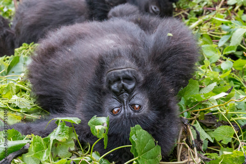 Africa, Rwanda, Musanze District, Volcanoes National Park, Ruhengeri, Kinigi. Gorilla, beringei beringei, Mountain gorilla. 2016-08-04 photo