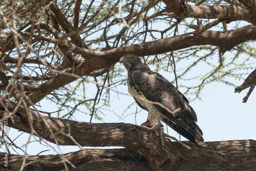 Africa, Kenya, Samburu National Reserve. Martial Eagle (Polemaetus Bellicosus). Africa’s largest eagle. 2016-08-04