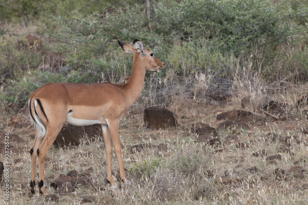 Obraz premium Africa, Kenya, Samburu National Reserve. Impala, Aepyceros melampus 2016-08-04