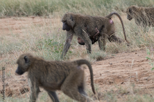Africa, Kenya, Samburu National Reserve. Olive baboon (Papio anubis). 2016-08-04
