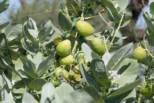 Africa, Kenya, Samburu National Reserve.  Fruit of the dungun, or looking-glass mangrove tree (Heritiera littoralis). 2016-08-04 photo