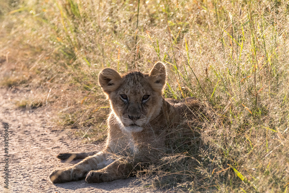 Africa, Kenya, Masai Mara National Reserve. African Lion (Panthera leo) cubs. 2016-08-04 Africa, Kenya, Masai Mara National Reserve. African Lion (Panthera leo) cubs. 2016-08-04