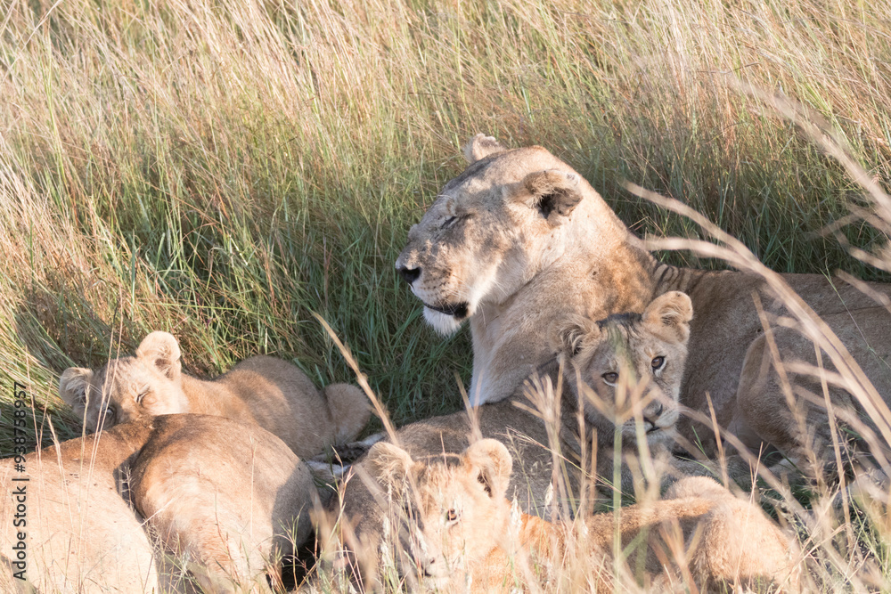 Naklejka premium Africa, Kenya, Masai Mara National Reserve. African Lion (Panthera leo) female with cubs. 2016-08-04