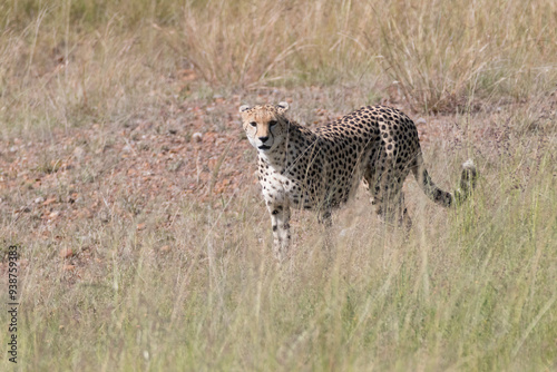 Africa, Kenya, Masai Mara National Reserve. Cheetah (Acinonyx jubatus) 2016-08-04 photo