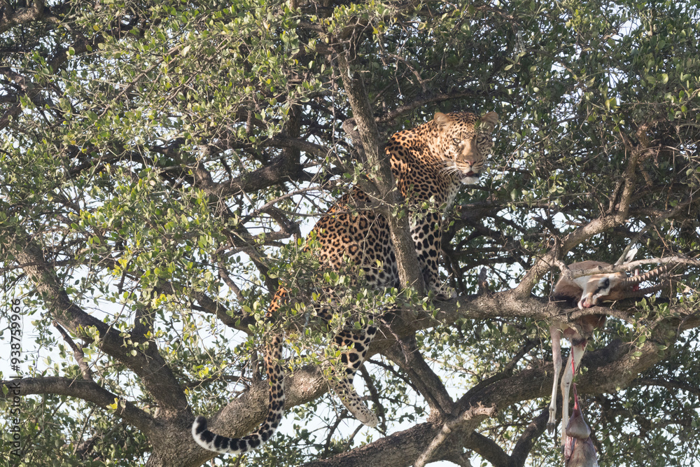 Obraz premium Africa, Kenya, Masai Mara National Reserve, African Leopard (Panthera pardus pardus) in tree eating carrion of gazelle. 2016-08-04