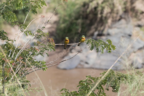 Africa, Kenya, Masai Mara National Reserve. Little Bee-eater (Merops pusillus) birds. 2016-08-04 photo