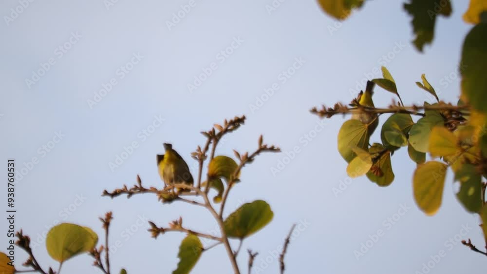 During cherry blossom season, many Japanese white-eyes are observed flocking to cherry trees to consume nectar from flowers. During cherry blossom season, many Japanese white-eyes are observed flocking to cherry trees to consume nectar from flowers.
