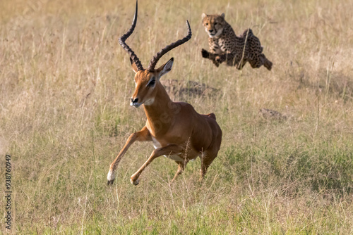 Obraz na płótnie Africa, Kenya,Masai Mara, Cheetah (Acinonyx jubatus) chasing Impala (Aepyceros melampus). 2016-08-04 w salonie