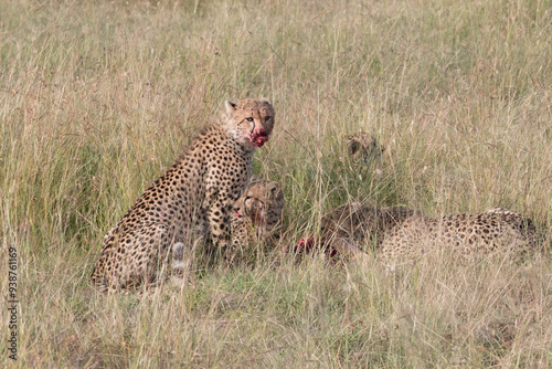 Africa, Kenya,Masai Mara, Cheetah (Acinonyx jubatus) with impala kill. (Aepyceros melampus) . Eating prey. 2016-08-04