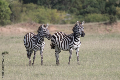 Africa, Kenya, Masai Mara National Reserve. Plains Zebra, Equus quagga. 2016-08-04