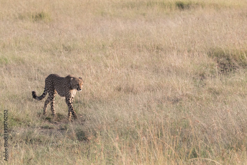 Africa, Kenya, Masai Mara National Reserve. Cheetah (Acinonyx jubatus). 2016-08-04