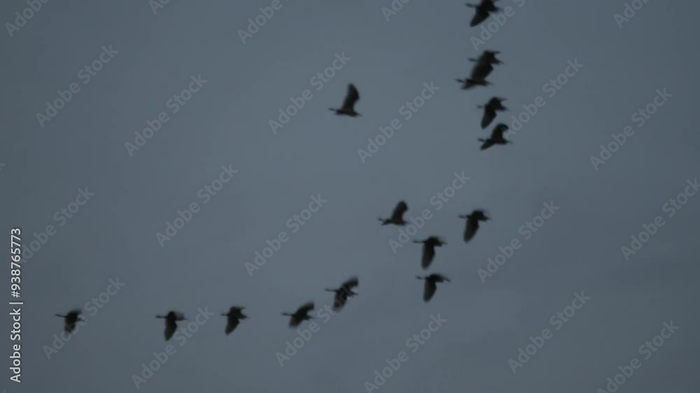 A flock of birds fly in formation against a clear blue sky.
A flock of birds fly in formation against a clear blue sky.