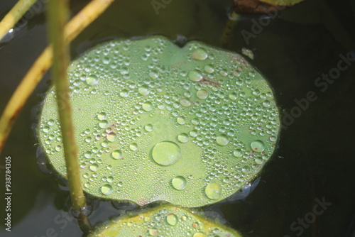 Water drops on lily pad in the pond