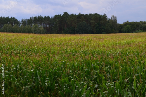 Fototapeta Naklejka Na Ścianę i Meble -  Pole kukurydzy na Mazurach, Polska/Corn field in Masuria, Poland