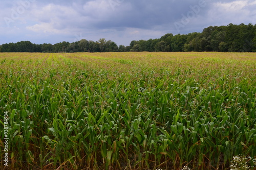 Pole kukurydzy na Mazurach, Polska/Corn field in Masuria, Poland photo