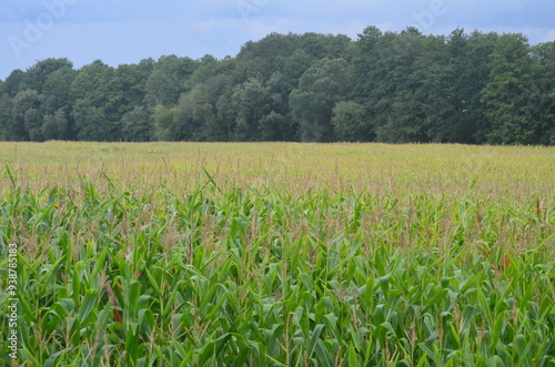 Fototapeta Naklejka Na Ścianę i Meble -  Pole kukurydzy na Mazurach, Polska/Corn field in Masuria, Poland