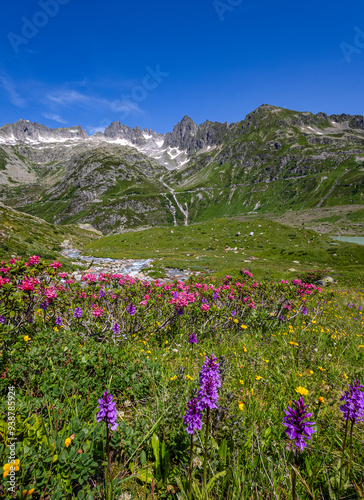 Susten Pass on Swiss Alps with wild flowers Alpine Sweetvetch (Hedysarum hedysaroides) and Alps rose (Rhododendron ferrugineum) photo