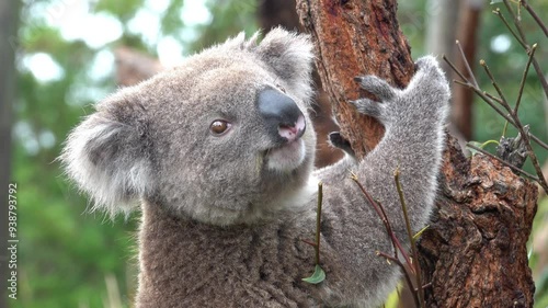 Koala bear on a tree in the bush in Australia