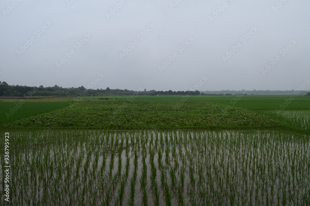 Fototapeta premium picture of paddy field