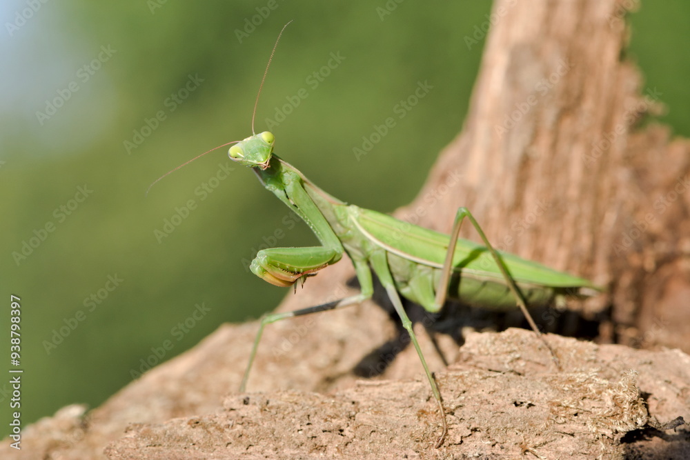 Praying Mantis aka Mantis religiosa adult female in wild nature of Czech republic. Late summer. Praying Mantis aka Mantis religiosa adult female in wild nature of Czech republic. Late summer.
