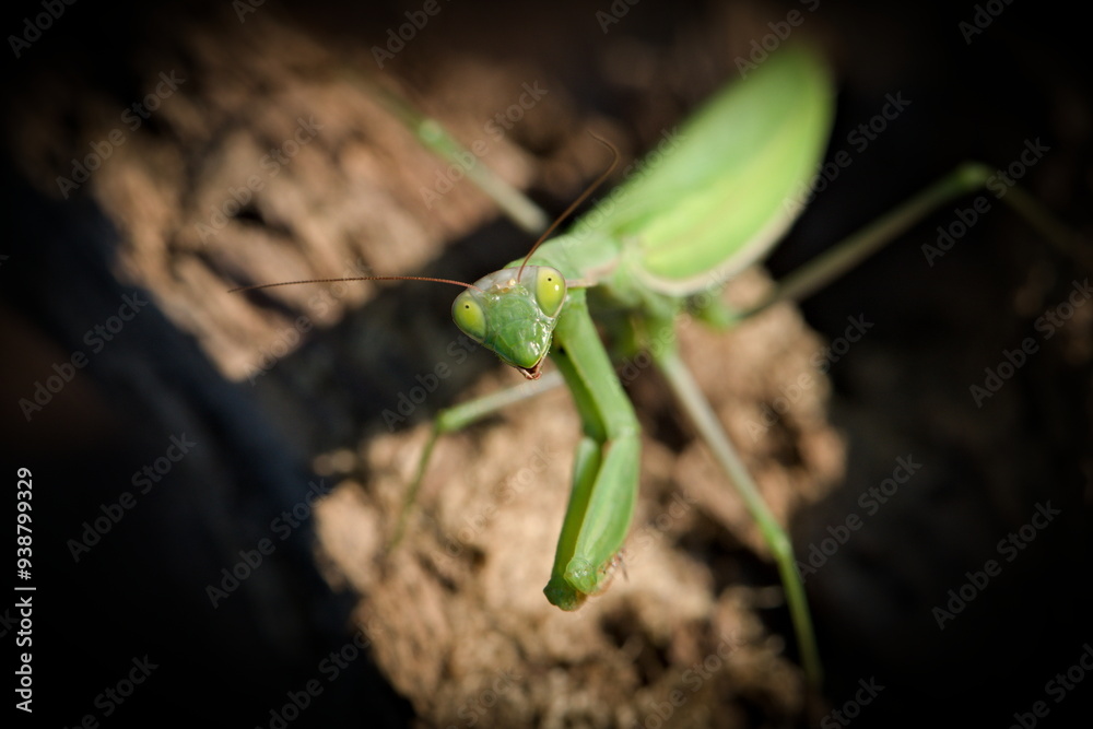 Praying Mantis aka Mantis religiosa adult female in wild nature of Czech republic. Late summer. Praying Mantis aka Mantis religiosa adult female in wild nature of Czech republic. Late summer.