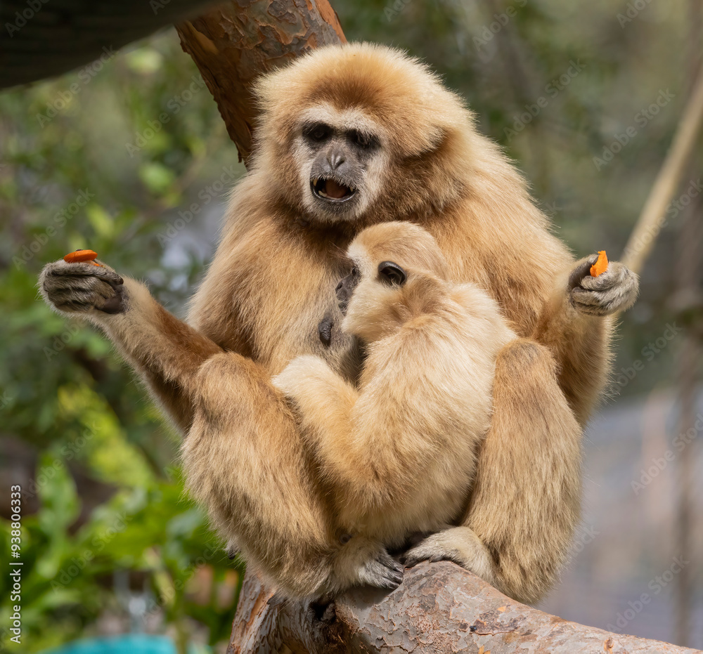 Obraz premium A mother Gibbon and her baby sitting in a tree
