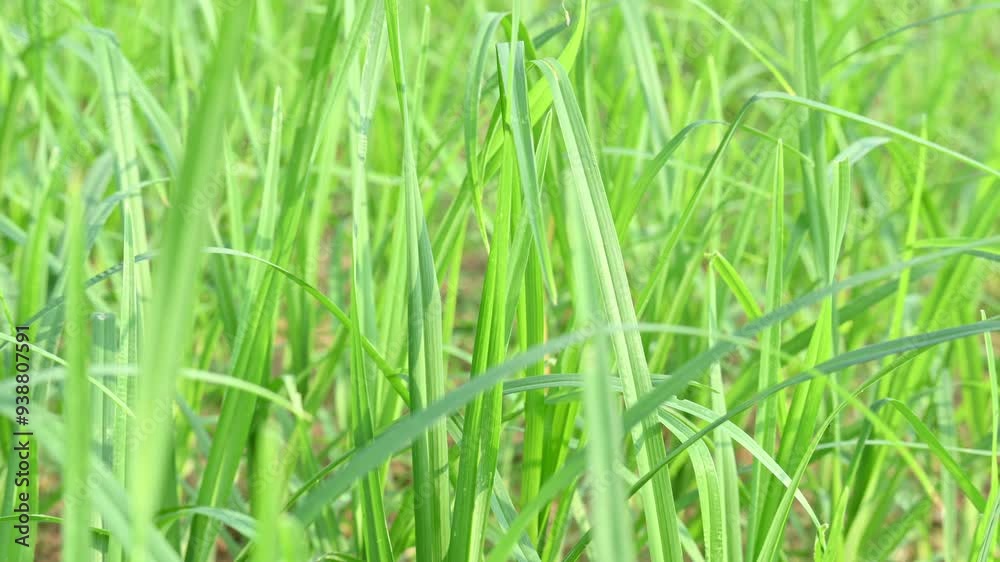 Eleusine coracana or finger millet plants. It is called Ragi and madua in India and Kodo in Nepal. It is an annual herbaceous plant. Its widely grown as a cereal crop in the in Africa and Asia. Eleusine coracana or finger millet plants. It is called Ragi and madua in India and Kodo in Nepal. It is an annual herbaceous plant. Its widely grown as a cereal crop in the in Africa and Asia.