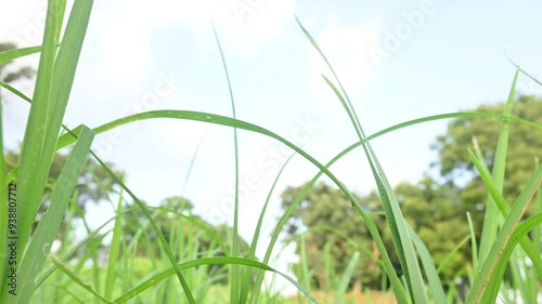 Eleusine coracana or finger millet plants. It is called Ragi and madua in India and Kodo in Nepal. It  is an annual herbaceous plant. Its widely grown as a cereal crop in the in Africa and Asia. photo