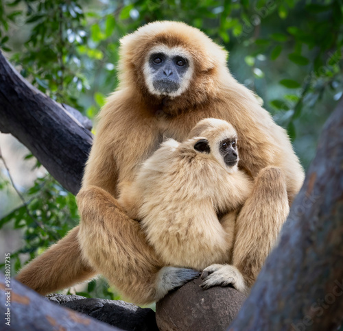 Foto A mother Gibbon and her baby sitting in a tree