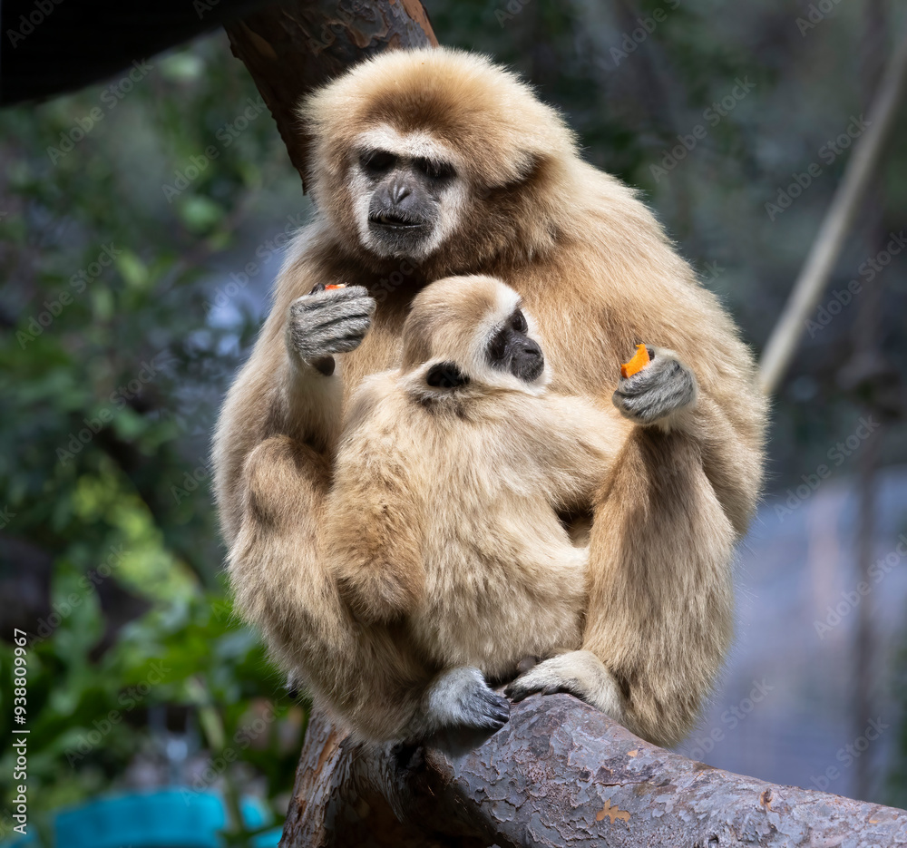 Obraz premium A mother Gibbon and her baby sitting in a tree