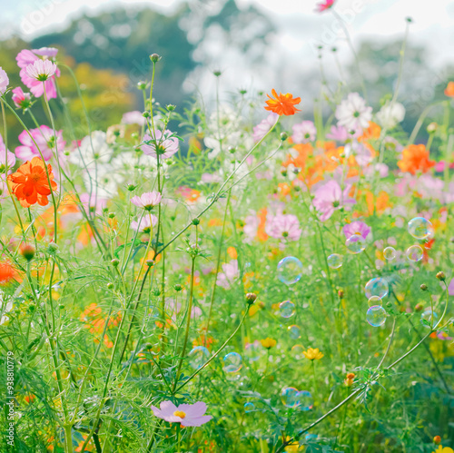 あけぼの山農業公園の美しいコスモス photo