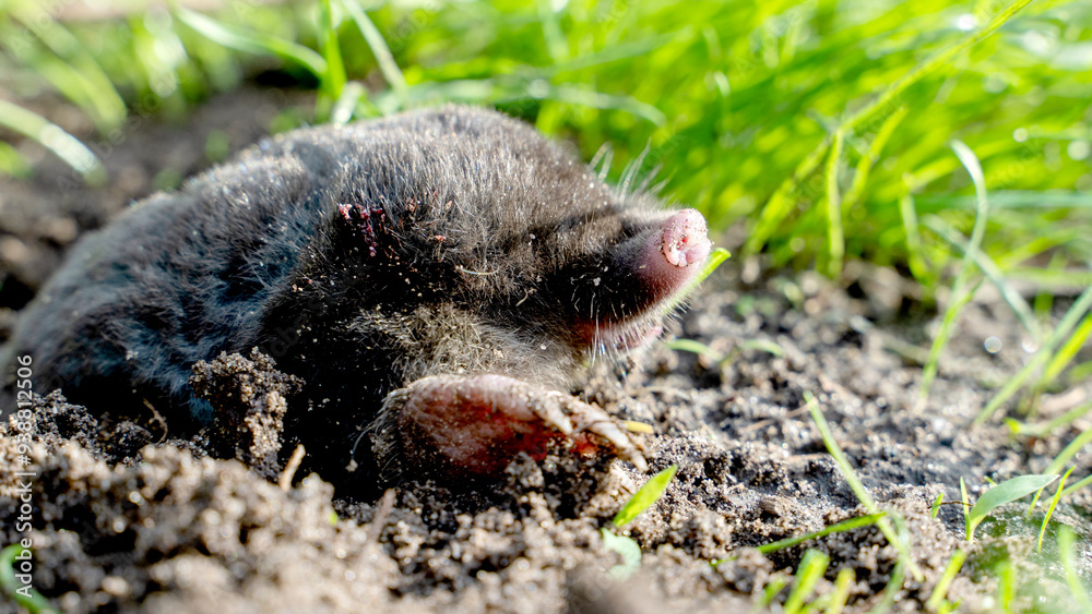 The mole crawled out of the hole into the sunlight The mole crawled out of the hole into the sunlight